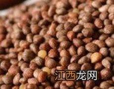 黑麻子的功效与作用及药用价值 黑麻子有什么功效