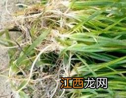 西藏苦草的功效与作用有哪些 西藏苦草的功效与作用有哪些图片