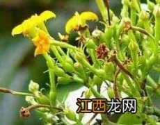 大茶药根的功效与作用及禁忌 大茶药根的功效与作用