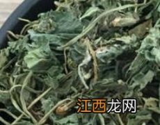 地丁草泡水喝的功效作用及禁忌 地丁草泡水喝的功效作用