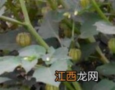 响铃草的功效与作用 响铃草炖猪耳功效作用