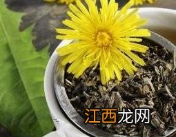 蒲公英茶可以天天喝吗 乳腺结节蒲公英茶可以天天喝吗