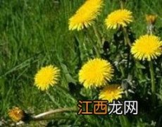 双角蒲公英是什么 蒲公英种类