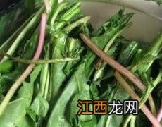 蒲公英炖肉的功效与作用 蒲公英炖肉的功效与作用禁忌