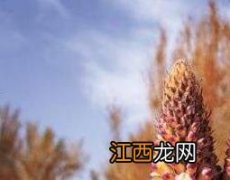 沙苁蓉和草苁蓉的区别 沙苁蓉和草苁蓉的区别是什么