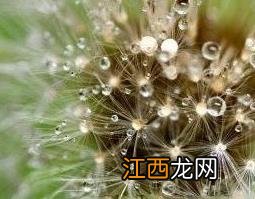 蒲公英的作用和功效有哪些 蒲公英的功效与作用有哪些