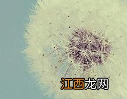 蒲公英种子怎么催芽快 蒲公英种子怎么催芽