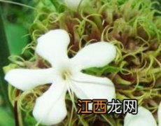 白马边草的功效与作用及禁忌 白马边草的功效与作用