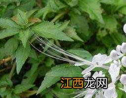 猫须草泡水喝的功效与副作用 猫须草泡水喝有什么功效