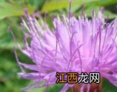 漏芦的功效与作用图片 漏芦的功效与作用