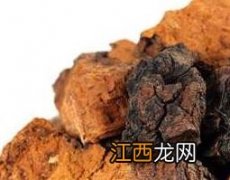 白桦茸怎么吃 白桦茸的功效与作用及食用方法