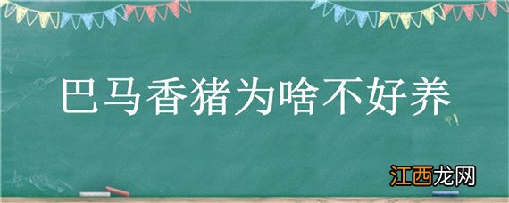 巴马香猪为啥不好养呢 巴马香猪为啥不好养