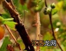 黄泡根泡酒有什么作用 黄根泡酒的功效与作用