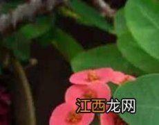 刺梅果花的功效与作用 刺梅果花的功效与作用图片