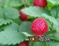 蛇莓草怎么吃法 蛇莓草怎么吃