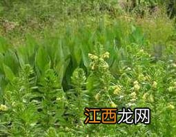 坡油麻的功效与作用 坡芝麻草药的功效