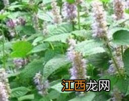 霍香草作用功效作用 霍香草的功效和作用