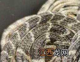 中药小白花蛇的功效与作用与禁忌 小白花蛇的功效与作用