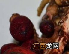 回春草泡酒的功效与作用及禁忌 回春草泡酒的功效与作用