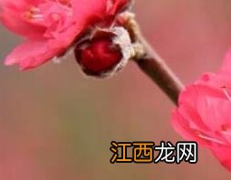 桃花泡酒有什么功效与作用 桃红花泡酒的功效与作用