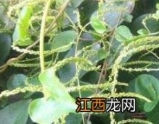 藤三七根块的功效与作用 藤七根的药用功效和作用