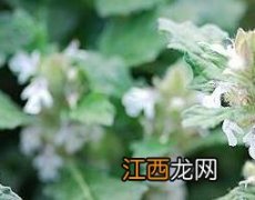 散血草泡酒的功效与作用 散血草泡酒的功效与作用是什么