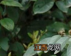 山油麻的功效与作用 山油麻的功效与作用,山油麻的副作用