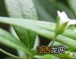 中药白花的功效与作用 中药白花的功效是什么