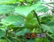 水灯笼草的功效与作用及食用方法 水灯笼草的功效与作用及食用方法视频