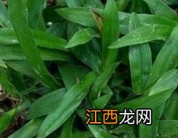 痰火草的功效与作用 痰火草的功效与作用及图片