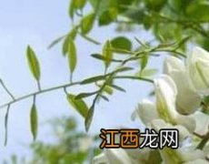 洋槐花的药用价值与副作用 洋槐花有什么药用价值