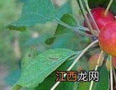 山荆子的功效与作用及药用价值及禁忌 山荆子的功效与作用及药用价值