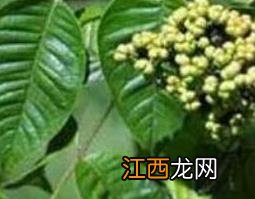 吴茱萸的功效与作用禁忌和用量 吴茱萸的功效与作用