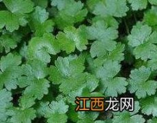 天胡荽的功效与作用及药用价值