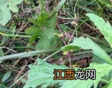 小飞蓬草的功效与作用及食用方法 小飞蓬的功效与作用图片