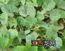 金钱草泡水喝的功效与禁忌症 金钱草泡水喝的功效与禁忌