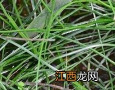 水韭有什么价值 中华水韭的药用价值有哪些