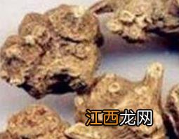 九牛力怎么吃 九牛力的功效与作用新鲜可以吃吗