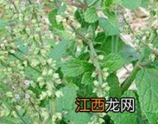 蟾蜍草什么人不能吃