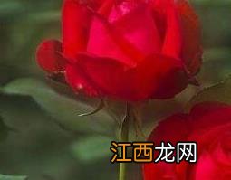 月季花籽能吃吗 月季花籽的药用价值与禁忌