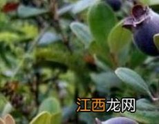 山稔泡酒有什么功效与作用 岗稔泡酒的功效与作用