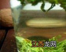 松萝泡水喝的功效与作用 松萝泡水喝的功效与作用禁忌