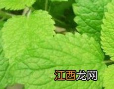 香蜂草的作用与功效 香蜂草的功效及作用