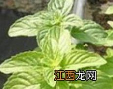 百香草怎么用 百香草的功效与使用方法