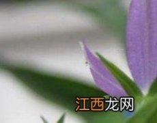 兰花药用功效与作用 蓝花参的功效与作用