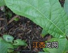 野地瓜藤的功效和作用是什么 野地瓜藤的功效和作用