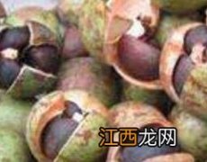 油茶芯泡水有什么功效 油茶芯泡水有什么功效和禁忌