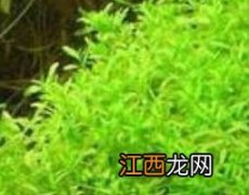 珍珠草的功效与作用及药用价值是什么 珍珠草的功效与作用及药用价值