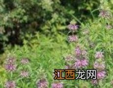 定经草的功效与作用是什么 定经草的功效与作用及副作用