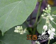 何首乌藤的功效与作用及副作用 何首乌藤有什么作用与功效